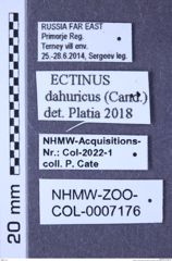 Etiketten zu Ectinus dahuricus dahuricus (Candèze, 1863) (NHMW-ZOO-COL-0007176)